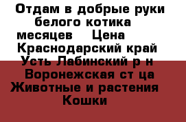 Отдам в добрые руки белого котика (8 месяцев) › Цена ­ 100 - Краснодарский край, Усть-Лабинский р-н, Воронежская ст-ца Животные и растения » Кошки   